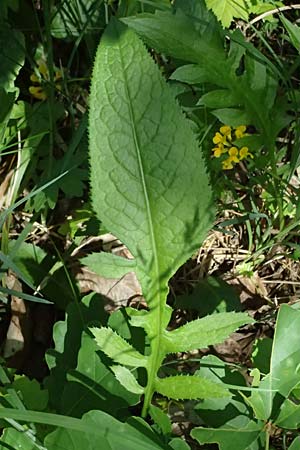 Serratula tinctoria \ Frber-Scharte / Saw Wort, D Eiersheim 31.5.2025