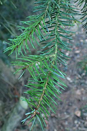 Picea omorika \ Serbische Fichte, Omorika-Fichte / Serbian Spruce, D Weinheim an der Bergstraße 26.12.2016