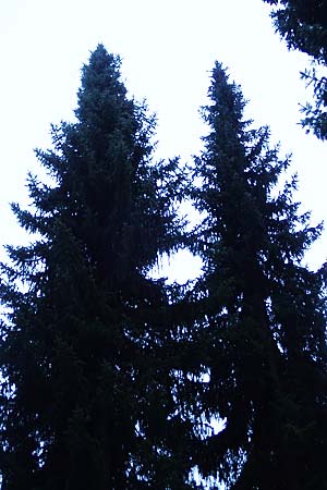 Picea omorika \ Serbische Fichte, Omorika-Fichte / Serbian Spruce, D Weinheim an der Bergstraße 26.12.2016