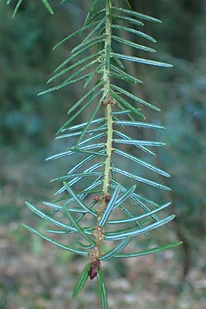 Picea omorika \ Serbische Fichte, Omorika-Fichte / Serbian Spruce, D Weinheim an der Bergstraße 26.12.2016