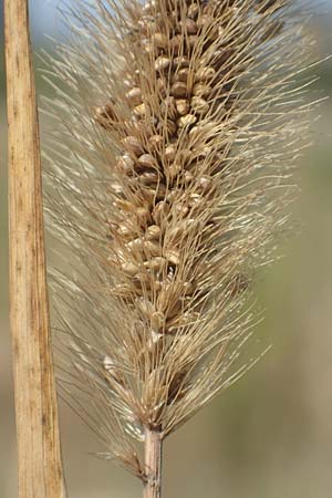 Setaria faberi \ Fabers Borstenhirse / Japanese Bristle Grass, Giant Foxtail, D Mannheim 16.9.2018