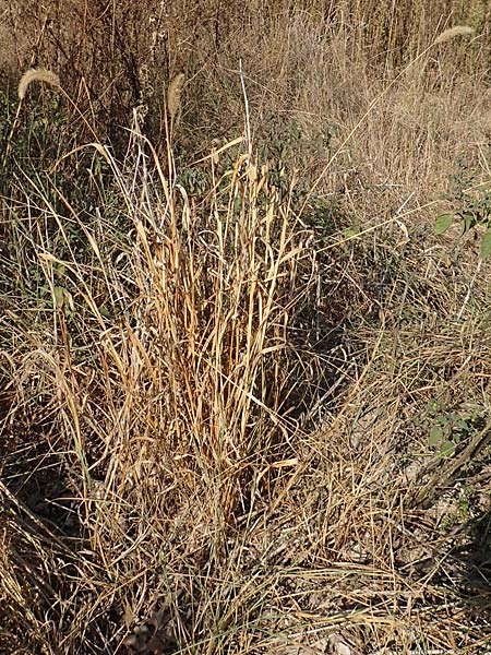 Setaria faberi \ Fabers Borstenhirse / Japanese Bristle Grass, Giant Foxtail, D Mannheim 19.9.2018