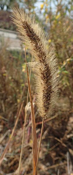 Setaria faberi \ Fabers Borstenhirse / Japanese Bristle Grass, Giant Foxtail, D Mannheim 19.9.2018