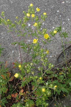 Potentilla argentea agg. \ Silber-Fingerkraut / Hoary Cinquefoil, D Mannheim 22.5.2021