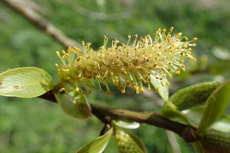 Salix fragilis \ Bruch-Weide / Crack Willow, D Hainstadt 8.4.2023