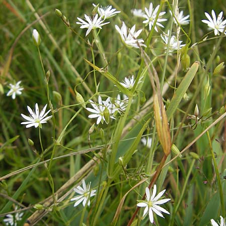 Stellaria graminea \ Gras-Sternmiere / Lesser Stitchwort, D Taunus, Großer Feldberg 11.7.2009