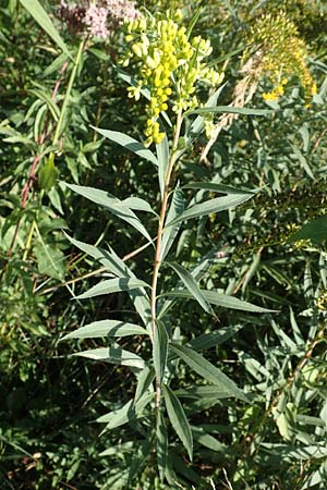 Solidago gigantea \ Spte Goldrute / Giant Goldenrod, D Radolfzell 6.9.2016