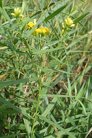 Solidago graminifolia \ Grasblttrige Goldrute / Grass-Leaved Goldenrod, D Mindelsee 6.9.2016