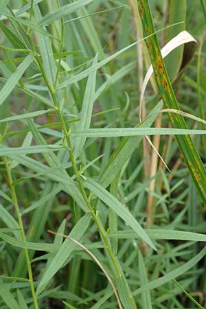 Solidago graminifolia \ Grasblttrige Goldrute / Grass-Leaved Goldenrod, D Mindelsee 6.9.2016