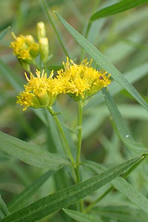 Solidago graminifolia \ Grasblttrige Goldrute / Grass-Leaved Goldenrod, D Mindelsee 6.9.2016