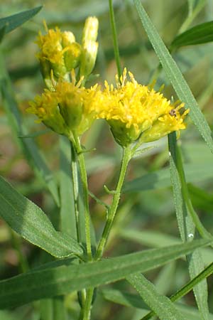 Solidago graminifolia \ Grasblttrige Goldrute / Grass-Leaved Goldenrod, D Mindelsee 6.9.2016