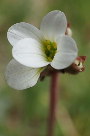 Saxifraga granulata \ Knllchen-Steinbrech / Meadow Saxifrage, D Kleinwallstadt am Main 8.4.2017