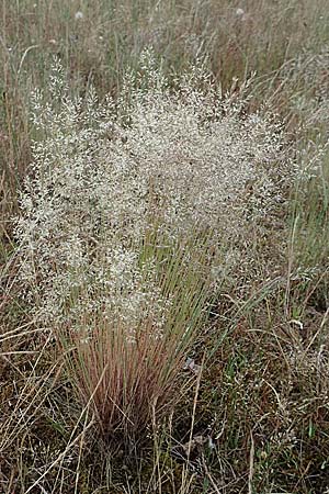 Corynephorus canescens, Graues Silbergras