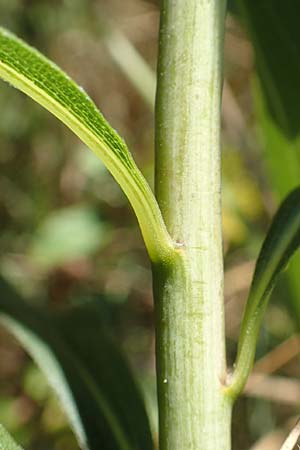 Solidago gigantea \ Spte Goldrute / Giant Goldenrod, D Ketsch 23.7.2020