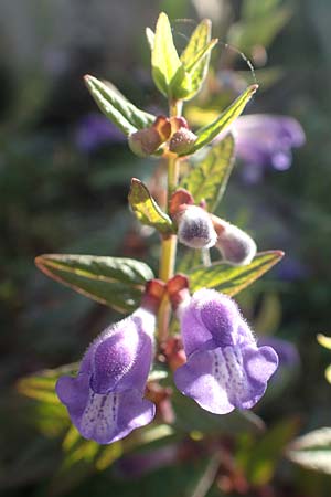 Scutellaria galericulata \ Sumpf-Helmkraut, Kappen-Helmkraut / Skullcap, D Brandenburg, Havelaue-Gülpe 17.9.2020