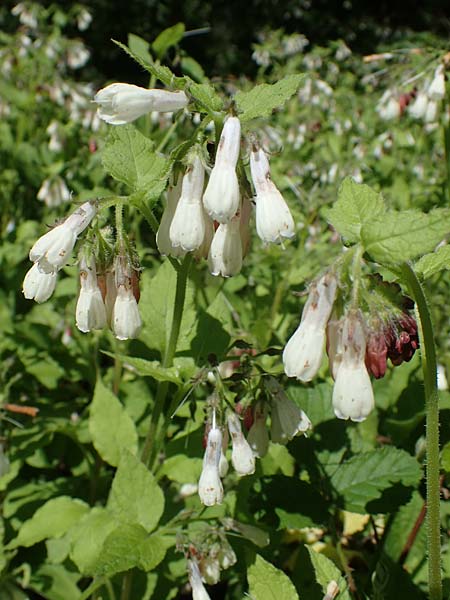 Symphytum grandiflorum \ Kleiner Kaukasus-Beinwell / Creeping Comfrey, D Schuttertal 1.6.2021
