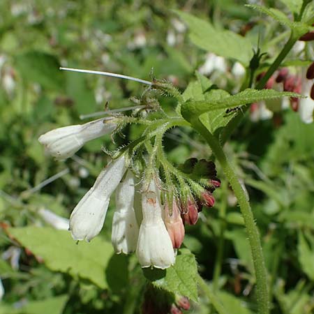 Symphytum grandiflorum \ Kleiner Kaukasus-Beinwell / Creeping Comfrey, D Schuttertal 1.6.2021