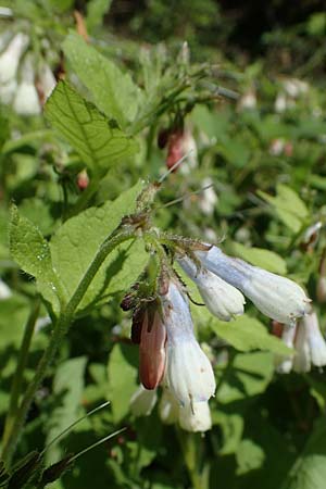 Symphytum grandiflorum \ Kleiner Kaukasus-Beinwell / Creeping Comfrey, D Schuttertal 1.6.2021