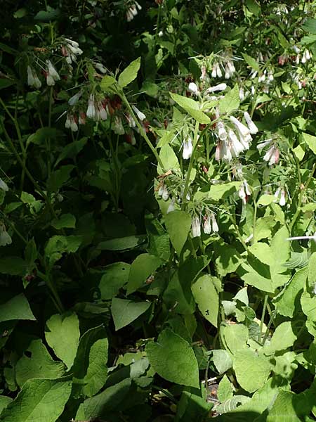 Symphytum grandiflorum \ Kleiner Kaukasus-Beinwell / Creeping Comfrey, D Schuttertal 1.6.2021
