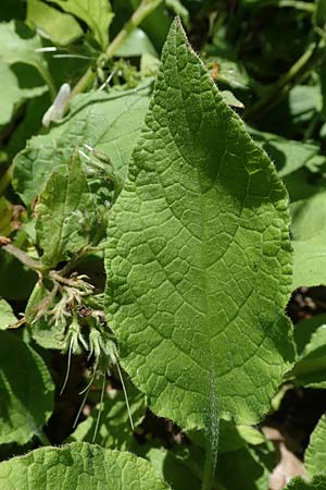 Symphytum grandiflorum \ Kleiner Kaukasus-Beinwell / Creeping Comfrey, D Schuttertal 1.6.2021
