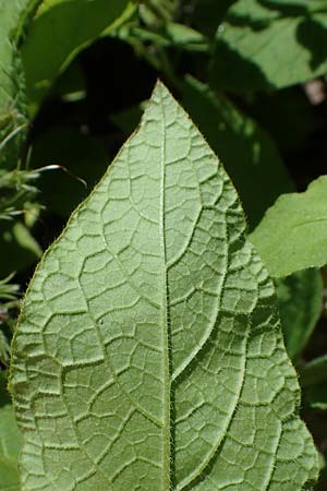 Symphytum grandiflorum \ Kleiner Kaukasus-Beinwell / Creeping Comfrey, D Schuttertal 1.6.2021