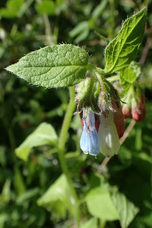 Symphytum grandiflorum \ Kleiner Kaukasus-Beinwell / Creeping Comfrey, D Schuttertal 1.6.2021