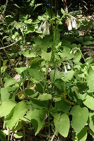 Symphytum grandiflorum \ Kleiner Kaukasus-Beinwell / Creeping Comfrey, D Schuttertal 1.6.2021