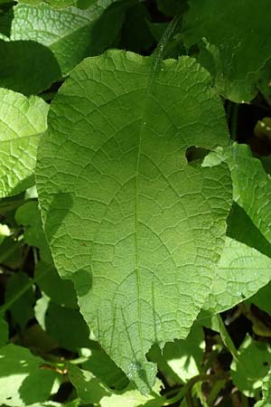 Symphytum grandiflorum \ Kleiner Kaukasus-Beinwell / Creeping Comfrey, D Schuttertal 1.6.2021
