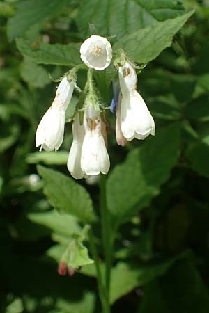 Symphytum grandiflorum \ Kleiner Kaukasus-Beinwell / Creeping Comfrey, D Schuttertal 1.6.2021