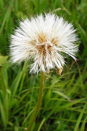 Scorzonera humilis \ Kleine Schwarzwurzel, D Grettstadt 1.6.2015