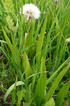 Scorzonera humilis \ Kleine Schwarzwurzel, D Grettstadt 1.6.2015