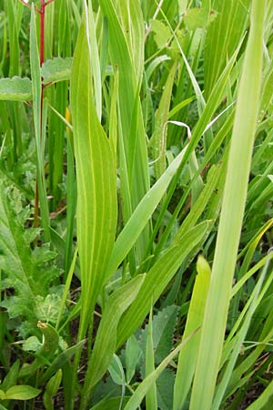 Scorzonera humilis \ Kleine Schwarzwurzel, D Grettstadt 1.6.2015