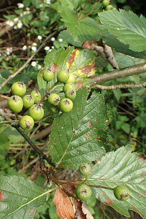 Sorbus austriaca \ sterreichische Mehlbeere / Austrian Whitebeam, D Jugenheim an der Bergstraße 22.7.2016