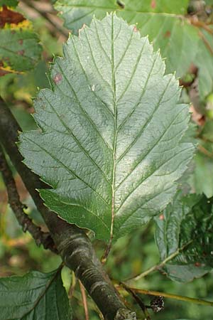 Sorbus austriaca \ sterreichische Mehlbeere / Austrian Whitebeam, D Jugenheim an der Bergstraße 22.7.2016