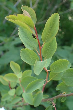 Spiraea vanhouttei \ Pracht-Spierstrauch, D St. Leon - Rot 17.5.2019