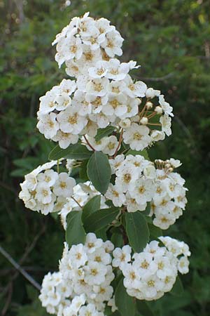 Spiraea vanhouttei \ Pracht-Spierstrauch, D St. Leon - Rot 17.5.2019
