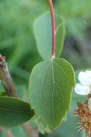 Spiraea vanhouttei \ Pracht-Spierstrauch, D St. Leon - Rot 17.5.2019
