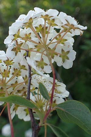 Spiraea vanhouttei \ Pracht-Spierstrauch, D St. Leon - Rot 17.5.2019