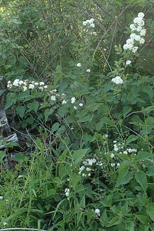 Spiraea vanhouttei \ Pracht-Spierstrauch, D St. Leon - Rot 17.5.2019