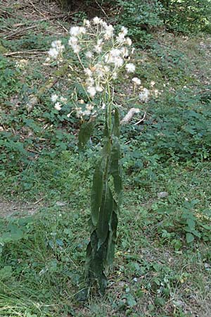 Senecio hercynicus \ Hain-Greiskraut, Harz-Greiskraut / Mountain Woundwort, D Hunsrück, Börfink 18.7.2022