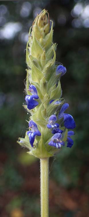 Salvia hispanica \ Mexikanische Chia / Chia Seeds, D Römerberg 3.12.2022