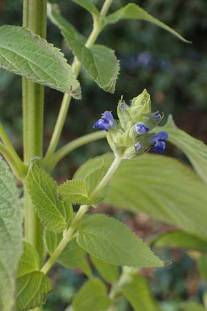 Salvia hispanica \ Mexikanische Chia / Chia Seeds, D Römerberg 3.12.2022