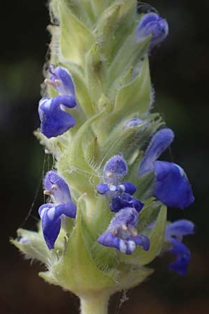 Salvia hispanica \ Mexikanische Chia / Chia Seeds, D Römerberg 3.12.2022