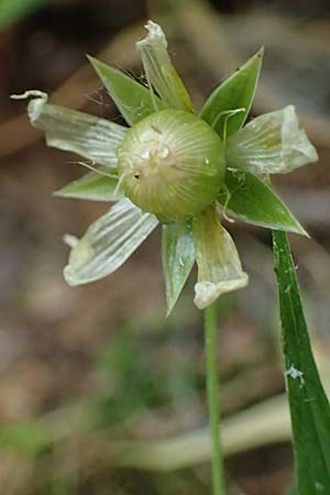 Stellaria holostea \ Groe Sternmiere / Greater Stitchwort, D Schriesheim-Altenbach 8.6.2023