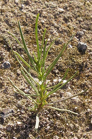 Senecio inaequidens \ Schmalblttriges Greiskraut / Narrow-Leaved Ragwort, D Heidelberg 22.8.2012