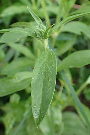 Silene dichotoma \ Gabel-Leimkraut / Forked Catchfly, D Freiburg-Tiengen 5.6.2018