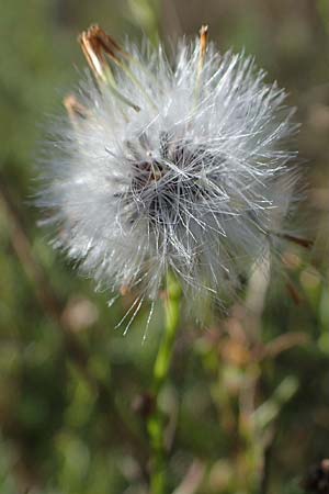 Senecio inaequidens \ Schmalblttriges Greiskraut / Narrow-Leaved Ragwort, D Ludwigshafen 11.10.2020