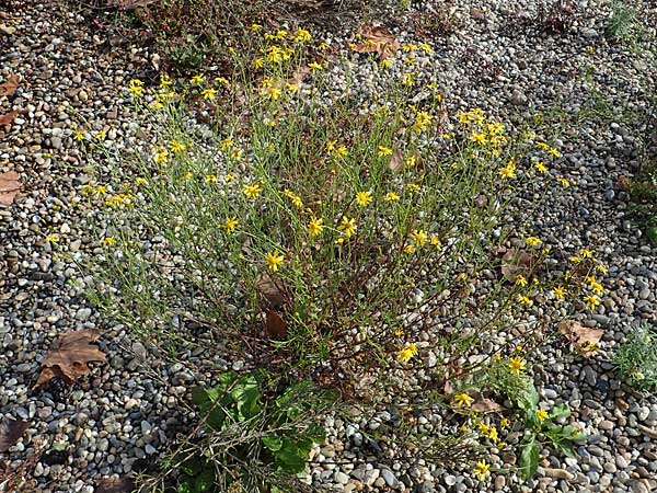 Senecio inaequidens \ Schmalblttriges Greiskraut / Narrow-Leaved Ragwort, D Altrip 4.10.2022