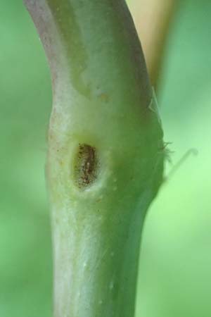 Fallopia sachalinensis \ Sachalin-Stauden-Knterich / Giant Knodweed, D Heidelberg 31.8.2016