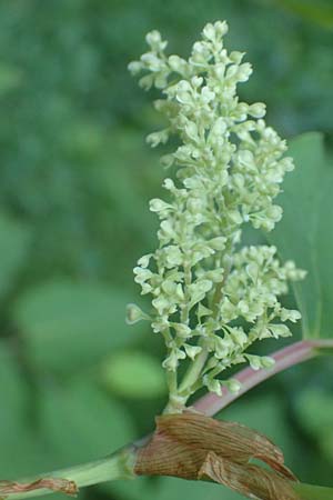 Fallopia sachalinensis \ Sachalin-Stauden-Knterich / Giant Knodweed, D Heidelberg 31.8.2016